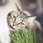 Pour nos animaux - Herbe à Chat (Orge) - Grand Modèle - MEDIA_EN_SITUATION_1